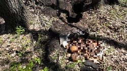 В Прохоровском округе обнаружены останки двух бойцов Красной армии