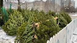 Мэр Белгорода поделился адресами праздничных ёлочных базаров