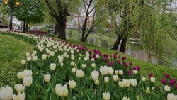 Каким будет белгородский фестиваль «Река в цвету» в 2023 году