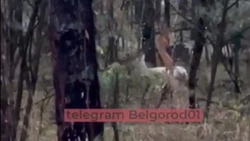 Косулю-альбиноса удалось запечатлеть белгородцам в одном из лесных массивов