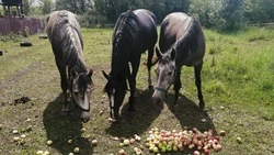 До 10 млн рублей смогут получить белгородские аграрии на развитие агротуризма