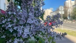 Конец рабочей недели выдастся для белгородцев жарким и немного дождливым