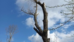 Нужно больше зелени: белгородцы обеспокоены состоянием деревьев в городе