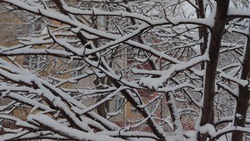 Похолодание до минус 11 градусов ожидается в Белгородской области в ночь на субботу