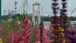Содержание клумб на набережных Белгорода обойдётся горбюджету в 30 млн рублей 