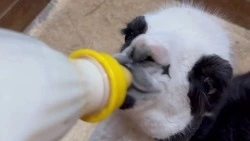 «Растёт не по дням, а по часам»: малышка-лама из Белгородского зоопарка набрала уже 12 кг