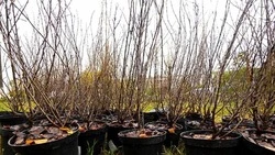 Свыше двух третей растений погибло за зиму на проспекте Хмельницкого в Белгороде