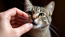 «Творчество и привлечение денег»: Для чего белгородцы продают кошачьи усы?