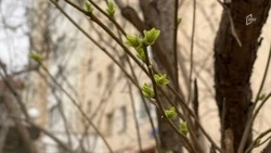 Белгородцы могут поделиться свежесрезанными веточками деревьев с обитателями зоопарка