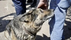 В Белгородской области увеличили финансирование работы с бездомными животными
