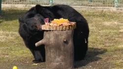 Медведей накормили сытными тортами после спячки в Белгородском зоопарке