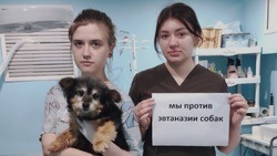 Выступающие против эвтаназии животных собрались на митинг  в Белгороде