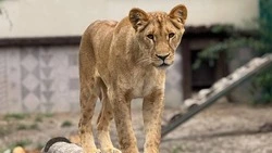 Львица Киара из Белгородского зоопарка переехала в Минск