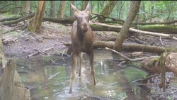Молодой лось впервые угодил в фотоловушку в белгородском заповеднике «Лес на Ворскле»