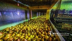 Более 300 тысяч тюльпанов украсят улицы Белгорода весной 2026 года