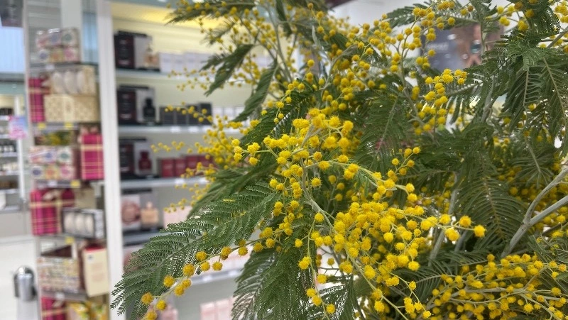 Аромасвечи, плед и водонагреватель: Что подарить на 8 марта белгородке?