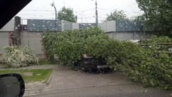 В Белгороде на Богдана Хмельницкого дерево упало на автомобиль