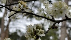 Рабочая неделя в Белгородской области начнëтся с тепла