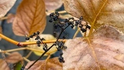 Сильный ветер, туман и дожди ожидаются в Белгородской области во вторник 