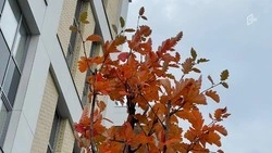 В Белгородской области ожидается прохладная и ветреная погода в четверг
