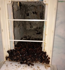 «Ситуация вышла из-под контроля»: жильцов многоэтажки в Белгороде атаковали тараканы