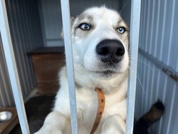 Количество выявленных за месяц случаев бешенства в Белгородской области стало рекордным