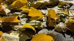 Белгородская область встретит ноябрь кратковременными дождями