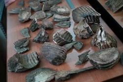 Стало известно, кому принадлежат найденные в Старооскольском округе доисторические кости