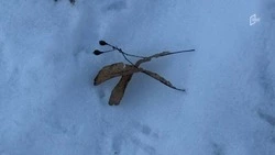 В Белгородской области потеплеет до плюс двух градусов в четверг