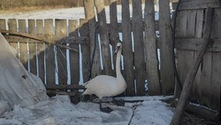 Ослепший на один глаз лебедь прибился к домашним птицам в Белгородской области