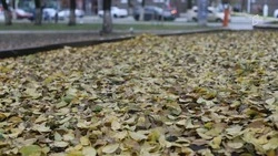 Без осадков и туманно: какая погода ожидает белгородцев в выходные?