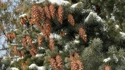 В Белгородской области похолодает до минус 23 градусов в ночь на пятницу