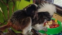 В семье эдиповых тамаринов из Белгородского зоопарка родился первенец