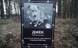 На могилке погибшего при обстреле ВСУ пса в Шебекино установили табличку 