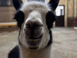 Евлампия Гудвиновна: в Белгородском зоопарке определились с именем для малышки ламы