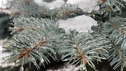 Пятиградусный мороз и мокрый снег ожидаются в Белгородской области во вторник 