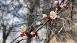 Тепло, но туманно: какая погода ждёт белгородцев во вторник?