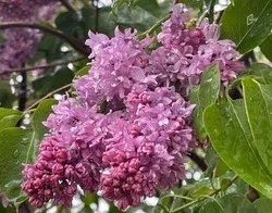 Небольшие дожди пройдут в Белгородской области в среду