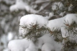 Туман и порывистый ветер ожидают белгородцев в пятницу