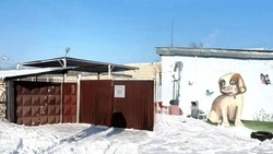 Холод и антисанитария: какие нарушения выявили в службе по отлову безнадзорных животных в Белгороде?