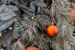 Покупка новогодней ёлки с украшениями обойдётся белгородцам около 5 тысяч рублей в 2025 году 