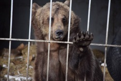 Нелегально прожившую во дворе частного дома в Самаре медведицу отправят в белгородский зоопарк