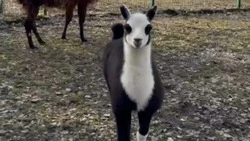 Малышка лама впервые вышла на прогулку после зимы в Белгородском зоопарке