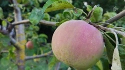 Нет ГМО и химикатам: новый ГОСТ на фрукты коснётся белгородских аграриев уже этим летом