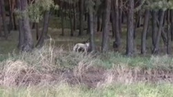 В Белгородской области заметили «снежную королеву» среди лисиц