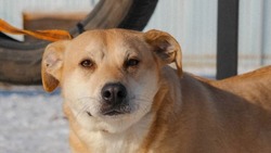 Белгородские власти не будут вводить эвтаназию для бездомных животных
