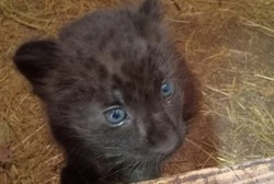 Чёрная пантера пополнит число обитателей зоопарка в Белгороде