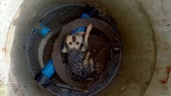 Белгородские спасатели помогли достать провалившегося в канализационный люк пса