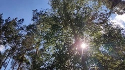 На улицах Белгорода высадят не менее тысячи деревьев в 2025 году 