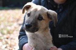 Корм для животных из приюта за билет: в Белгороде пройдёт фестиваль «Котопёс»